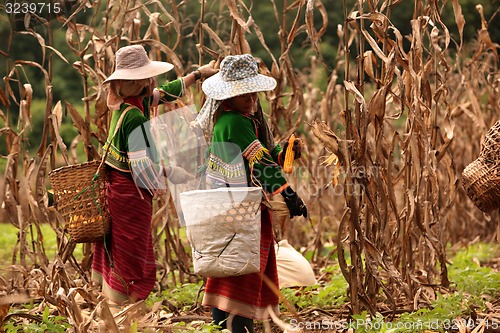 Image of ASIA THAILAND CHIANG MAI FARMING