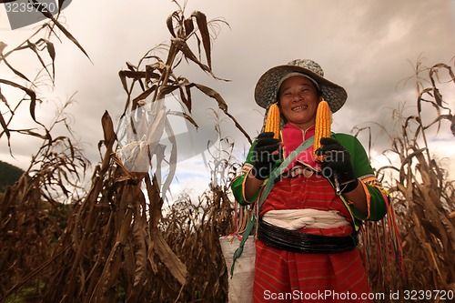 Image of ASIA THAILAND CHIANG MAI FARMING