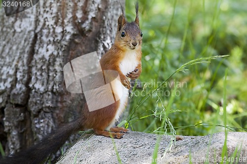 Image of squirrel