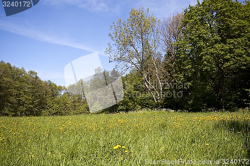 Image of summer meadow