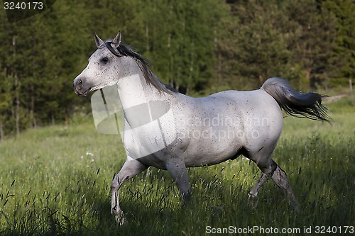 Image of trotting grey