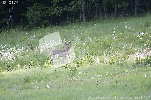 Image of roedeer