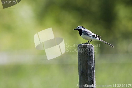 Image of white wagtail