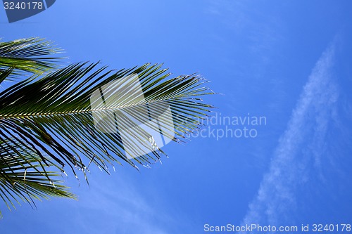 Image of  bark leaf tao   bay asia in isle white   tree    thailand  and 