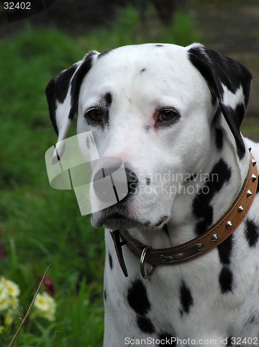Image of Dalmatian Dog