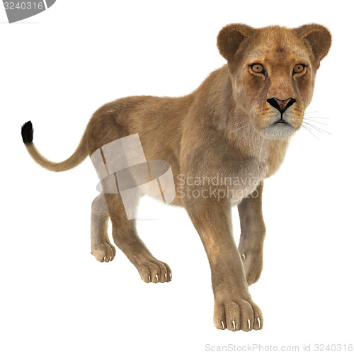 Image of Female Lion