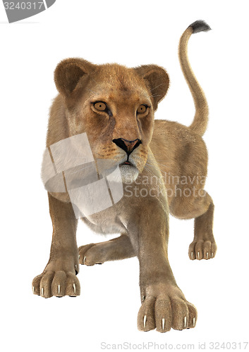 Image of Female Lion