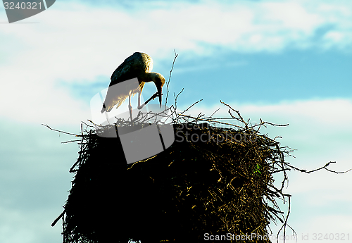 Image of Stork