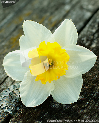 Image of Daffodil