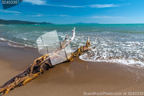 Image of Snag on a beach 