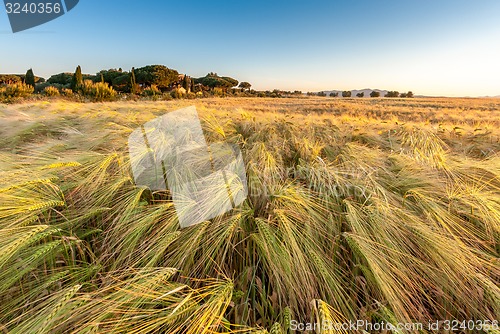 Image of Young wheat growing in green farm field under blue sky