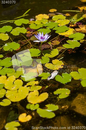 Image of Purple lotus blossoms or water lily flowers 