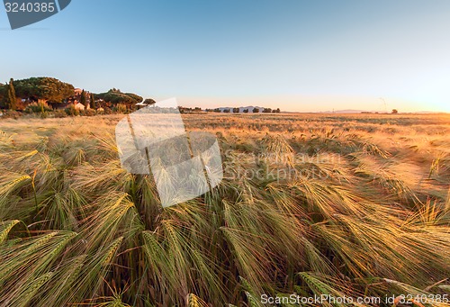 Image of Young wheat growing in green farm field under blue sky