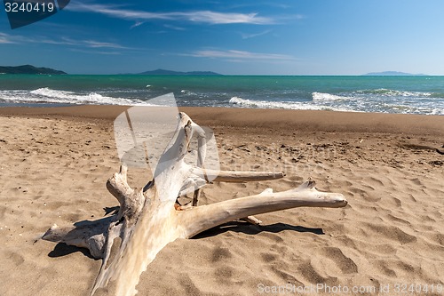 Image of Snag on a beach 