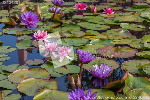 Image of Pink lotus blossoms or water lily flowers 