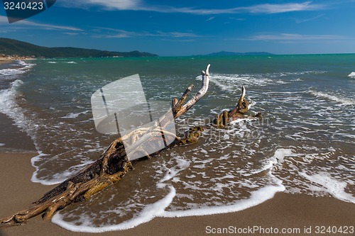 Image of Snag on a beach 