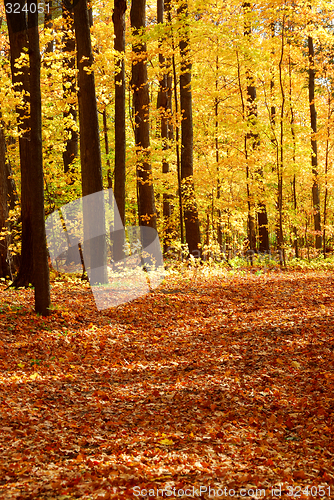 Image of Fall forest landscape