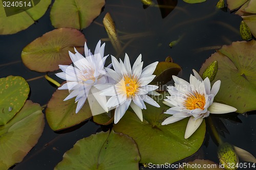 Image of white lotus blossoms or water lily flowers 