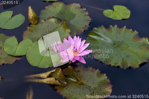 Image of Pink lotus blossoms or water lily flowers 