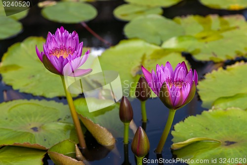 Image of Pink lotus blossoms or water lily flowers 
