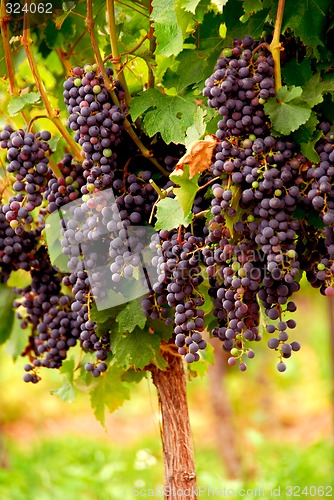 Image of Red grapes