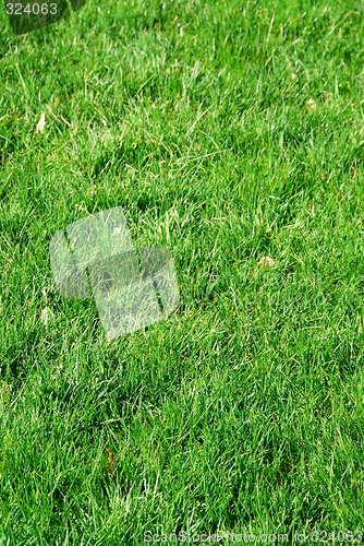 Image of Grass background