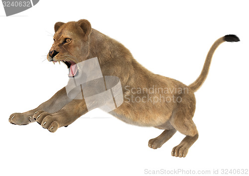 Image of Female Lion