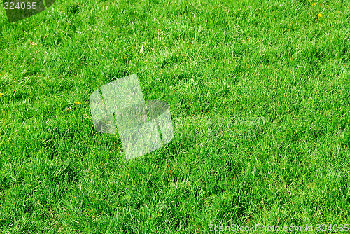 Image of Green grass