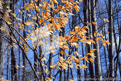 Image of Late fall