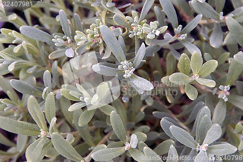 Image of Lavender plant fills frame
