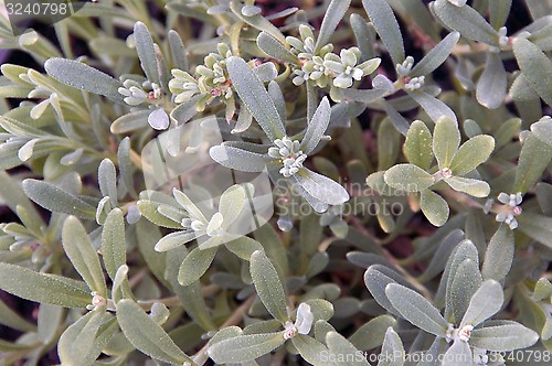 Image of Lavender plant fills frame