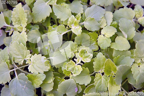 Image of Lush catnip plant fills frame