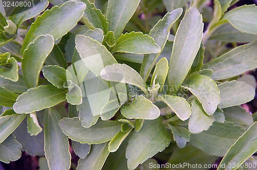 Image of Stevia plant fills image frame