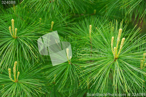Image of Pine needles