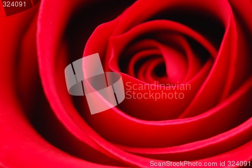 Image of Red rose
