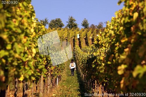 Image of EUROPE FRANCE ALSACE