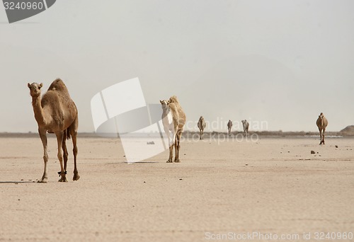 Image of ASIA MIDDLE EAST JORDAN WADI RUM