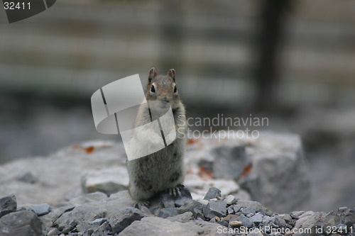 Image of Squirrel