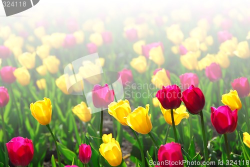 Image of Tulip field