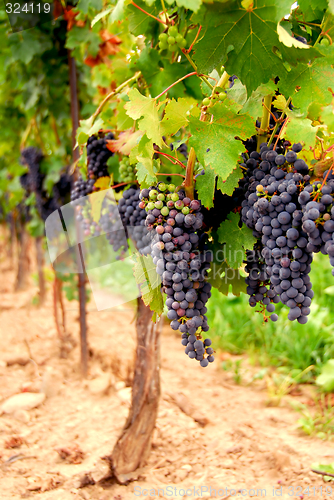 Image of Grape vines