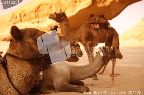 Image of ASIA MIDDLE EAST JORDAN WADI RUM