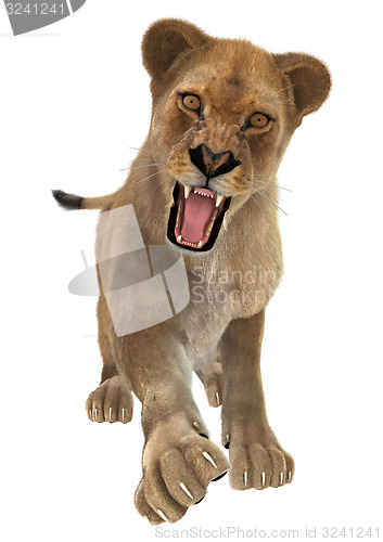 Image of Female Lion