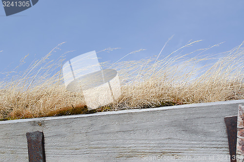 Image of Roof covered with grass