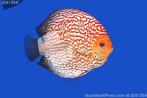 Image of Checkerboard Discus fish