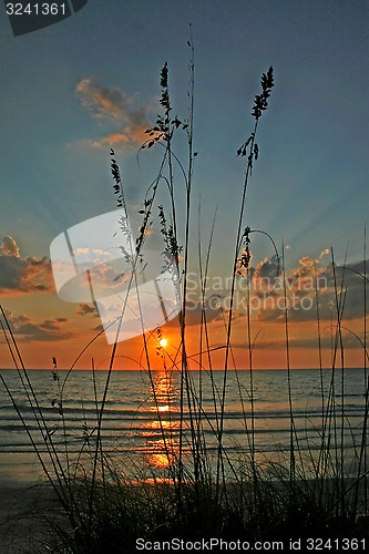 Image of Reeds at Sunset