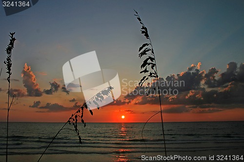 Image of Reeds at Sunset