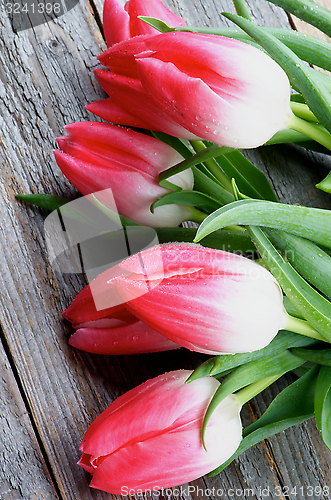 Image of Spring Tulips