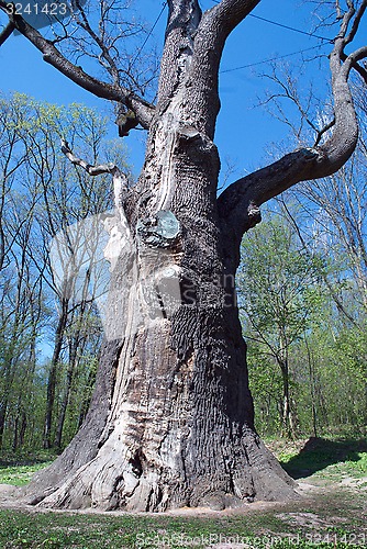 Image of old oak tree