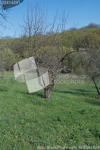 Image of tree apple tree