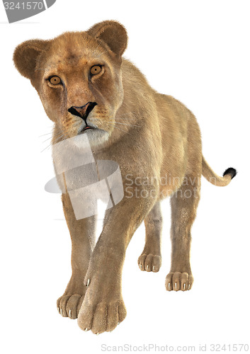 Image of Female Lion